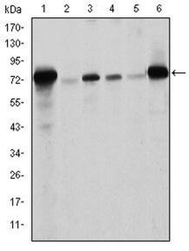 Lamin A/C Antibody in Western Blot (WB)