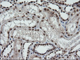 LMO2 Antibody in Immunohistochemistry (Paraffin) (IHC (P))