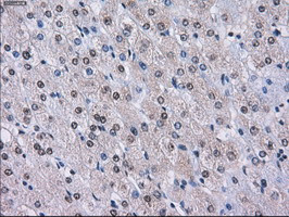 LOX Antibody in Immunohistochemistry (Paraffin) (IHC (P))