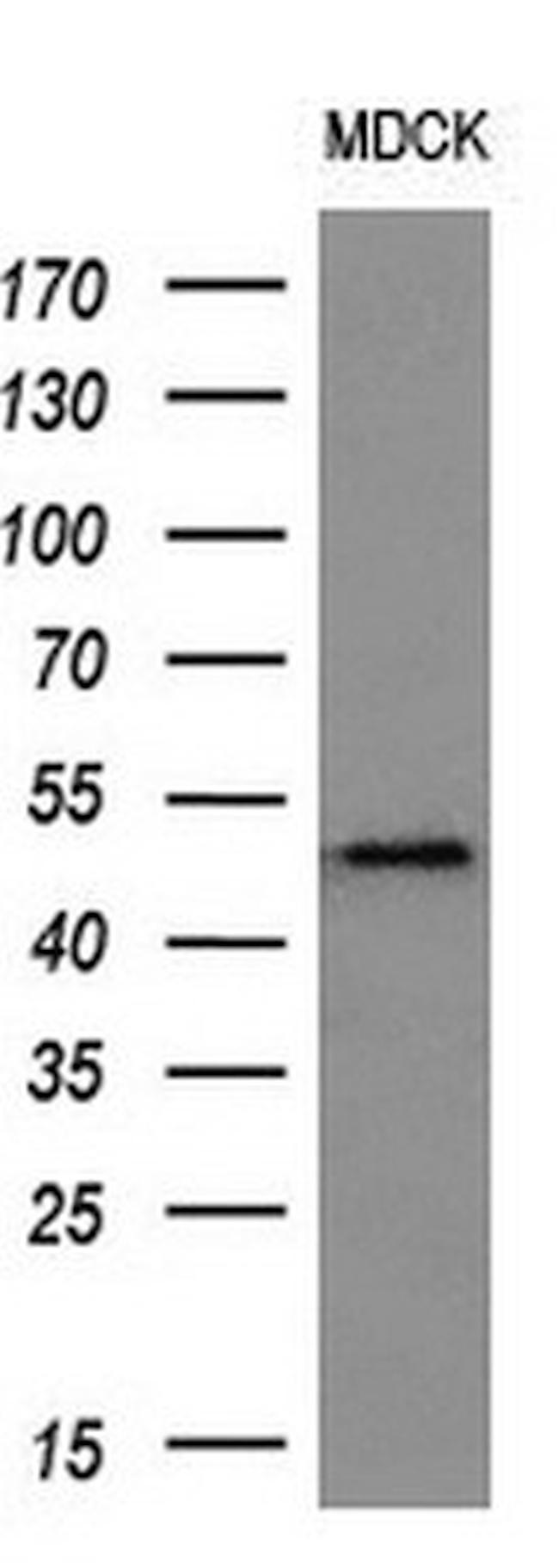 LOX Antibody in Western Blot (WB)