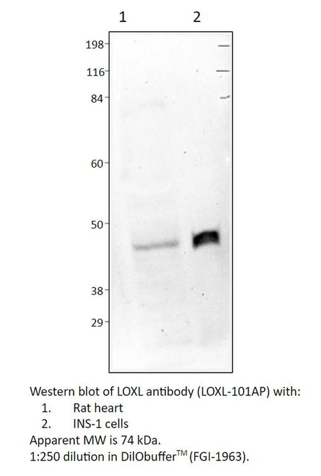 LOXL1 Antibody in Western Blot (WB)