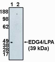 EDG4 Antibody in Western Blot (WB)