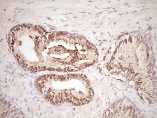 LPIN1 Antibody in Immunohistochemistry (Paraffin) (IHC (P))