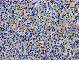 LPL Antibody in Immunohistochemistry (Paraffin) (IHC (P))