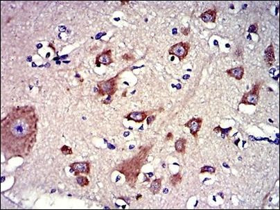 LPlunc1 Antibody in Immunohistochemistry (Paraffin) (IHC (P))