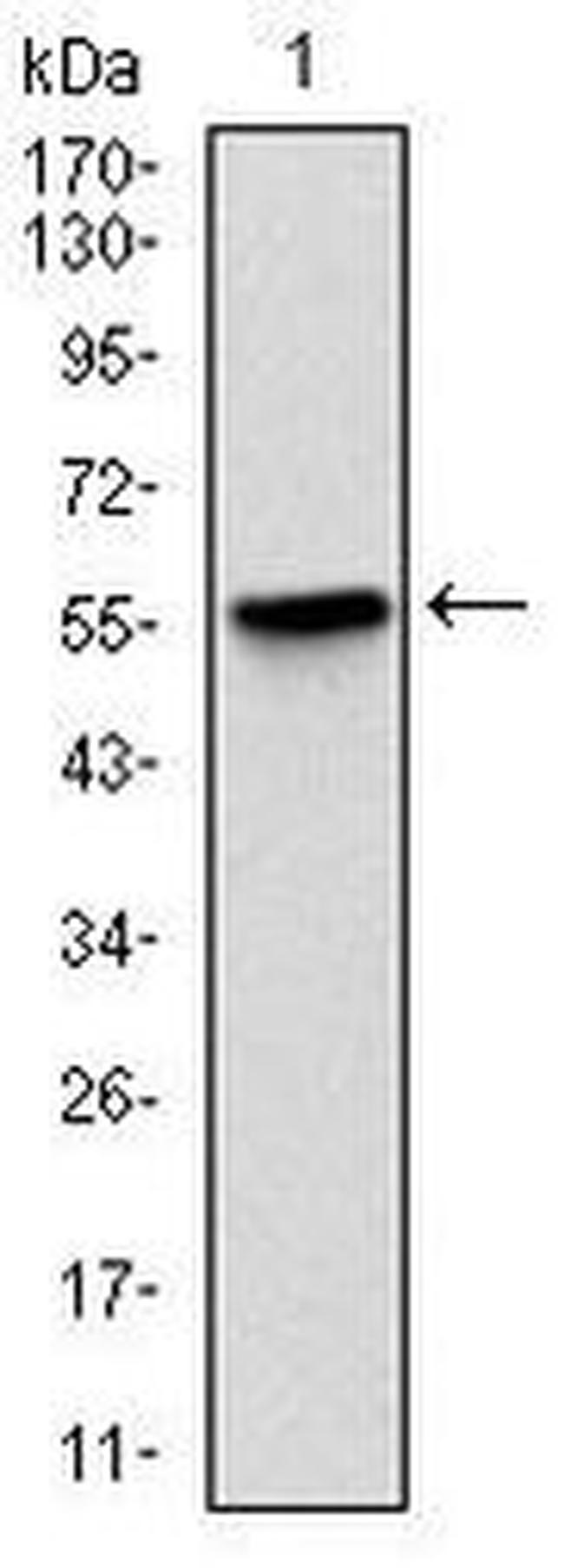 LPlunc1 Antibody in Western Blot (WB)