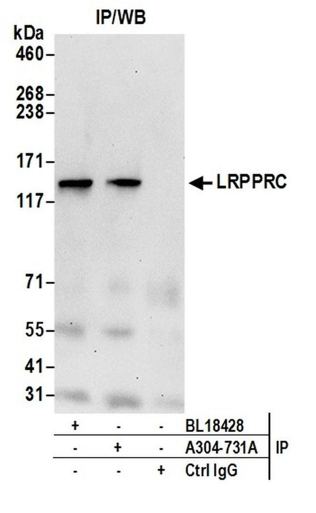 LRPPRC Antibody in Western Blot (WB)
