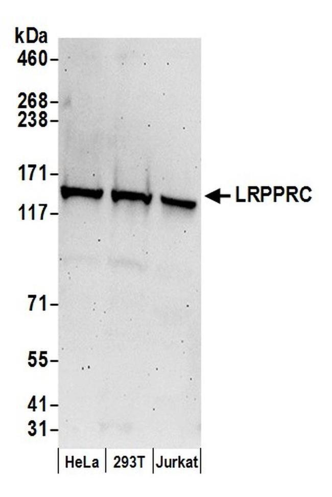 LRPPRC Antibody in Western Blot (WB)