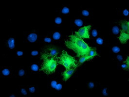 LRRC50 Antibody in Immunocytochemistry (ICC/IF)