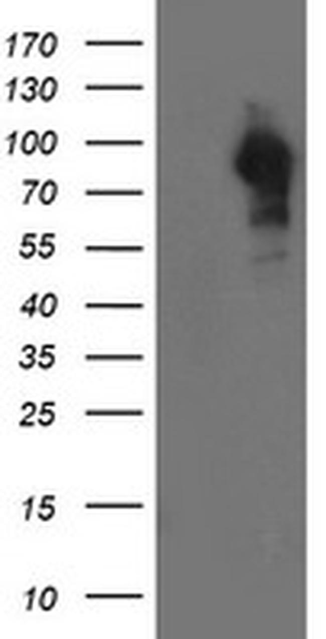 LRRC50 Antibody in Western Blot (WB)