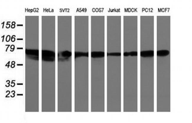 LRRC50 Antibody in Western Blot (WB)