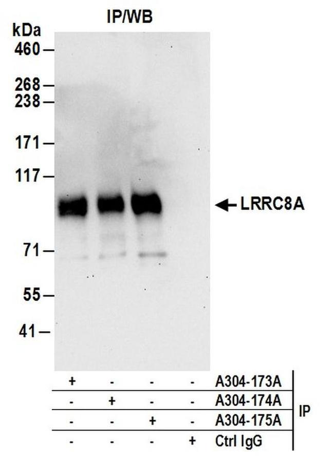 LRRC8A Antibody in Western Blot (WB)