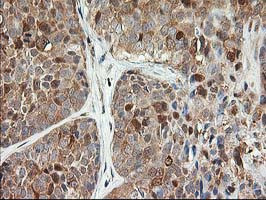 LSM1 Antibody in Immunohistochemistry (Paraffin) (IHC (P))