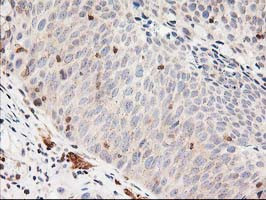 LSM1 Antibody in Immunohistochemistry (Paraffin) (IHC (P))