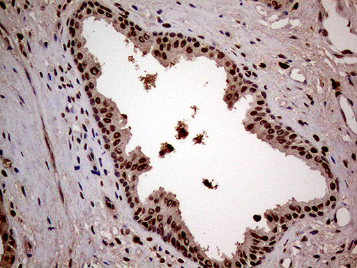 LSM11 Antibody in Immunohistochemistry (Paraffin) (IHC (P))