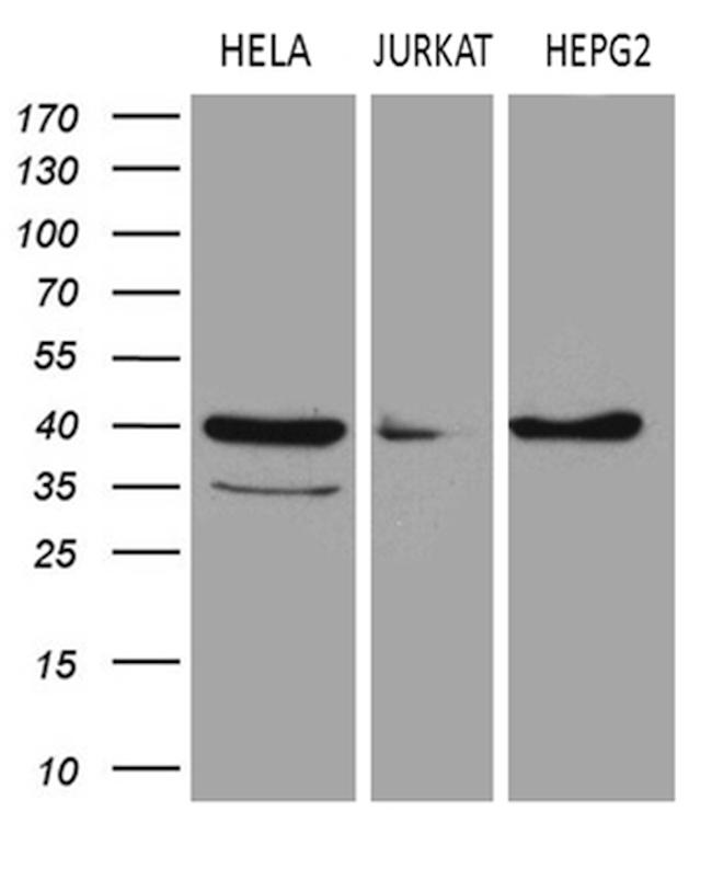 LSM11 Antibody in Western Blot (WB)