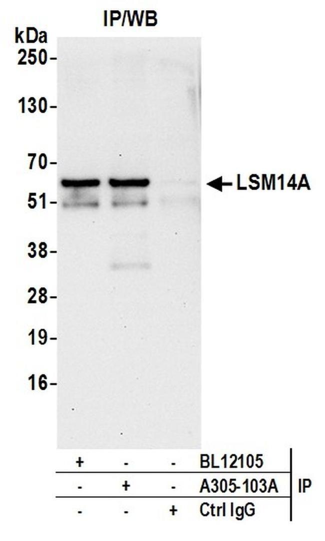 LSM14A/RAP55 Antibody in Western Blot (WB)