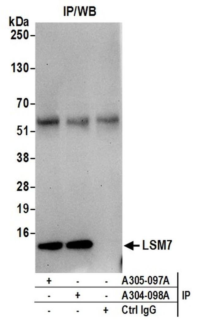 LSM7 Antibody in Western Blot (WB)