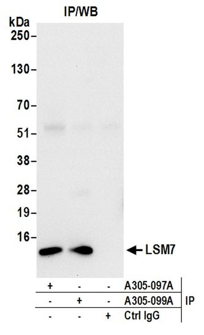 LSM7 Antibody in Western Blot (WB)