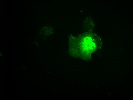 LTA4H Antibody in Immunocytochemistry (ICC/IF)