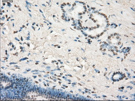 LTA4H Antibody in Immunohistochemistry (Paraffin) (IHC (P))