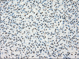 LTA4H Antibody in Immunohistochemistry (Paraffin) (IHC (P))