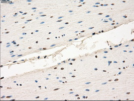 LTA4H Antibody in Immunohistochemistry (Paraffin) (IHC (P))