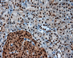 LTA4H Antibody in Immunohistochemistry (Paraffin) (IHC (P))