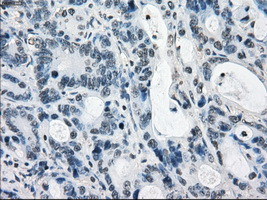 LTA4H Antibody in Immunohistochemistry (Paraffin) (IHC (P))