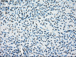 LTA4H Antibody in Immunohistochemistry (Paraffin) (IHC (P))