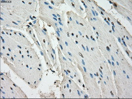 LTA4H Antibody in Immunohistochemistry (Paraffin) (IHC (P))