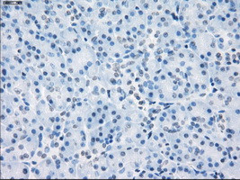 LTA4H Antibody in Immunohistochemistry (Paraffin) (IHC (P))