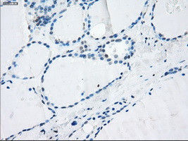 LTA4H Antibody in Immunohistochemistry (Paraffin) (IHC (P))