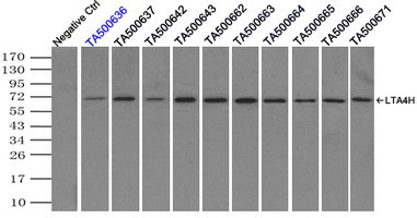 LTA4H Antibody in Immunoprecipitation (IP)