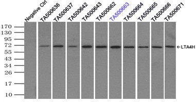 LTA4H Antibody in Immunoprecipitation (IP)