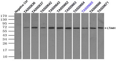 LTA4H Antibody in Immunoprecipitation (IP)