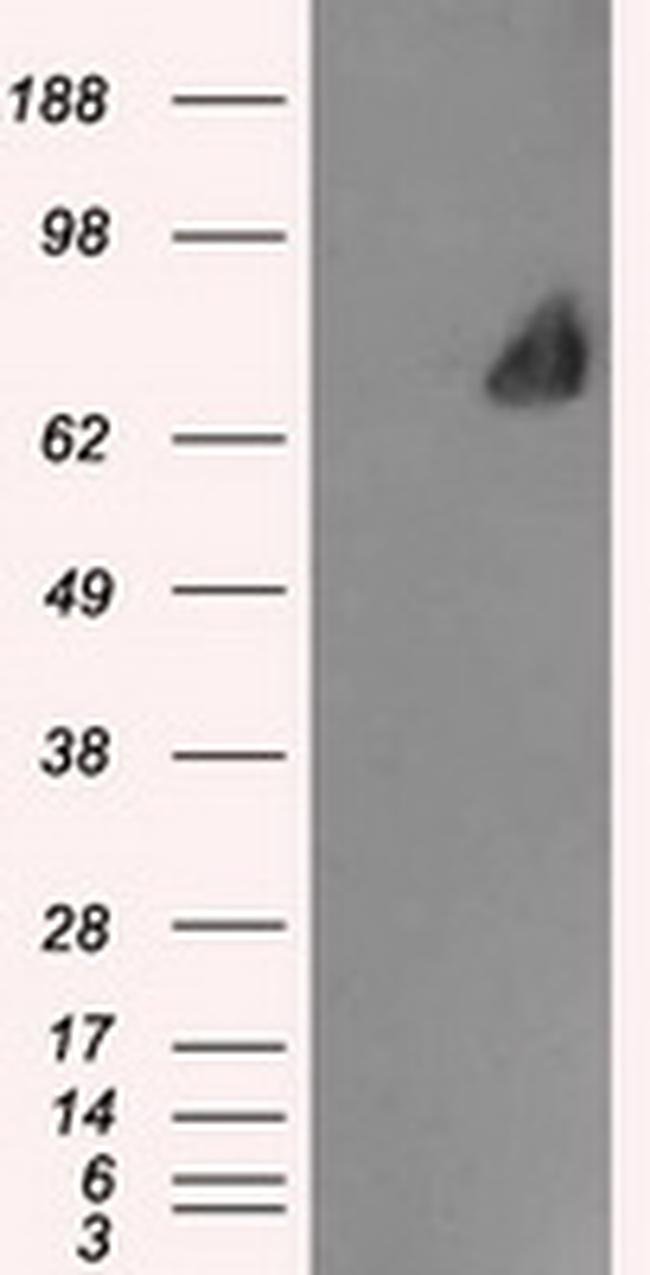 LTA4H Antibody in Western Blot (WB)