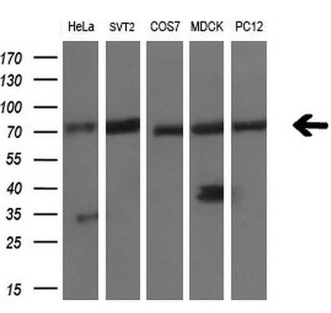 LTA4H Antibody in Western Blot (WB)