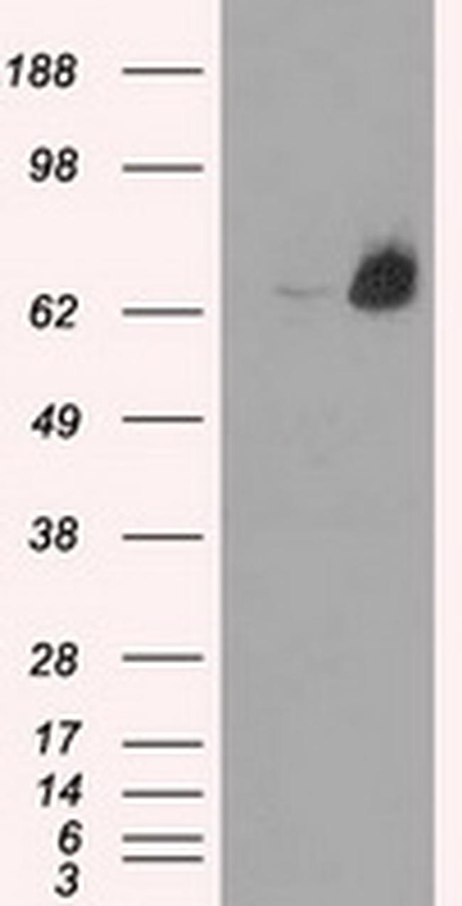 LTA4H Antibody in Western Blot (WB)