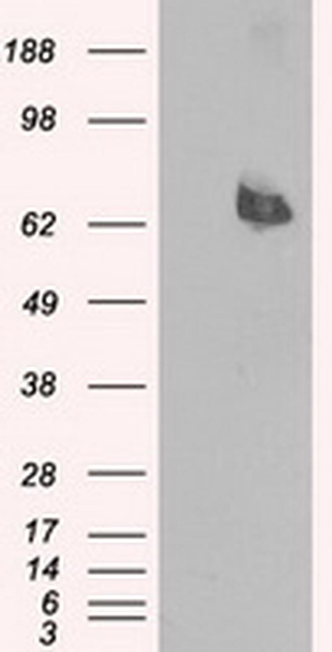 LTA4H Antibody in Western Blot (WB)