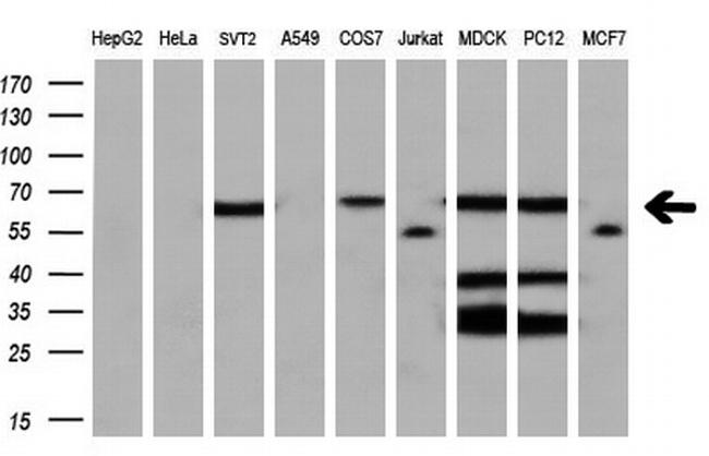 LTA4H Antibody in Western Blot (WB)