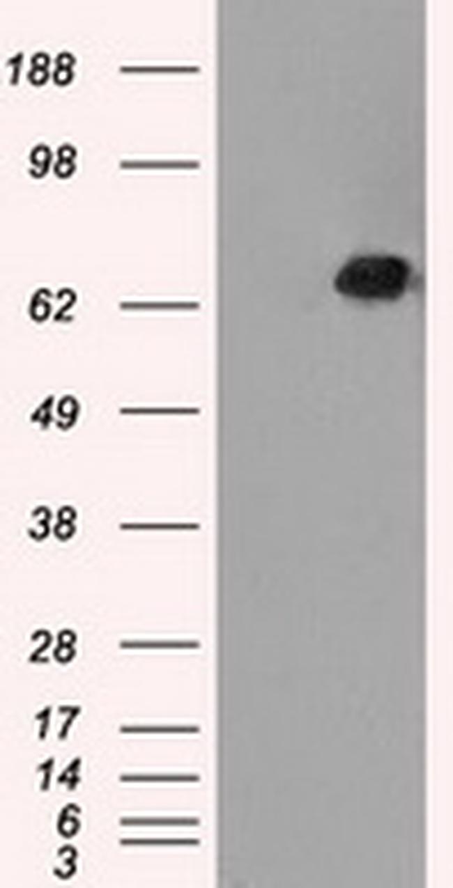 LTA4H Antibody in Western Blot (WB)