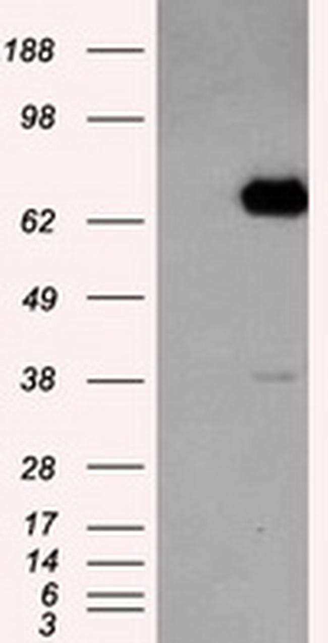 LTA4H Antibody in Western Blot (WB)