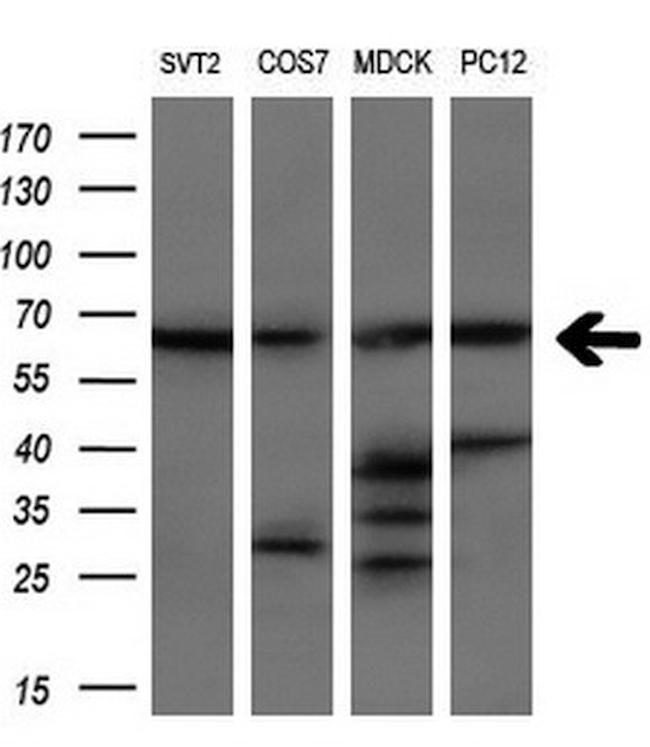 LTA4H Antibody in Western Blot (WB)