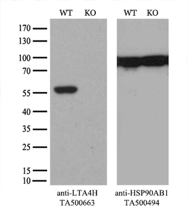 LTA4H Antibody in Western Blot (WB)