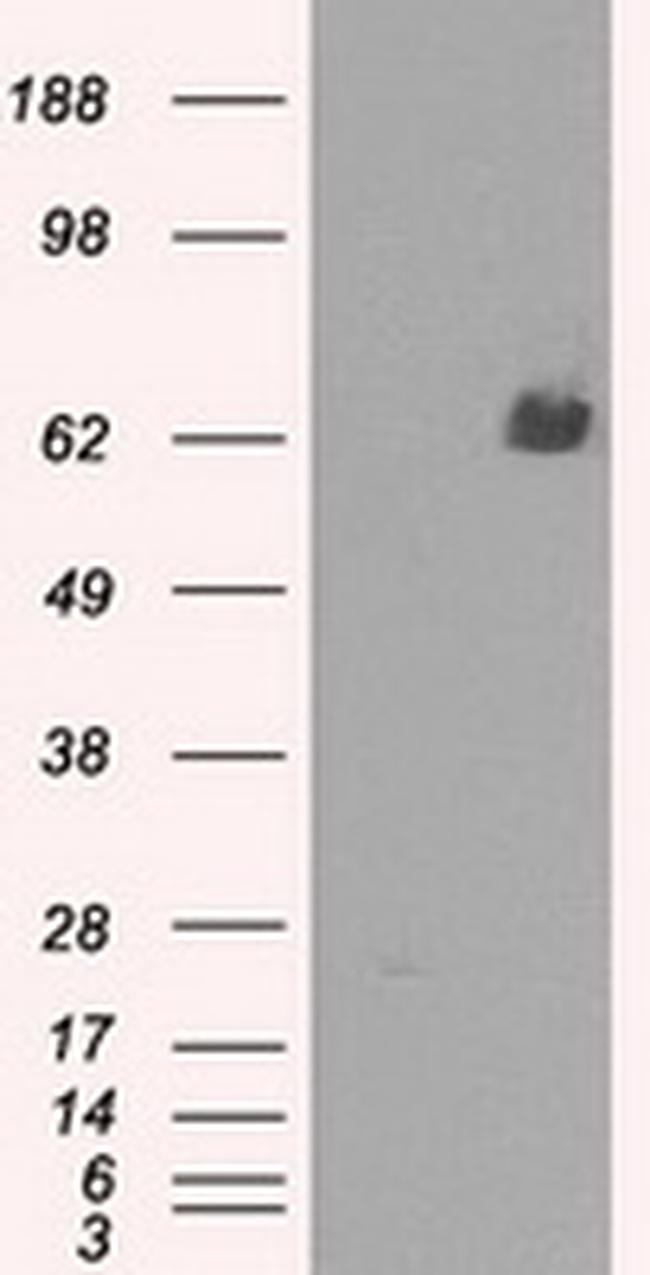 LTA4H Antibody in Western Blot (WB)