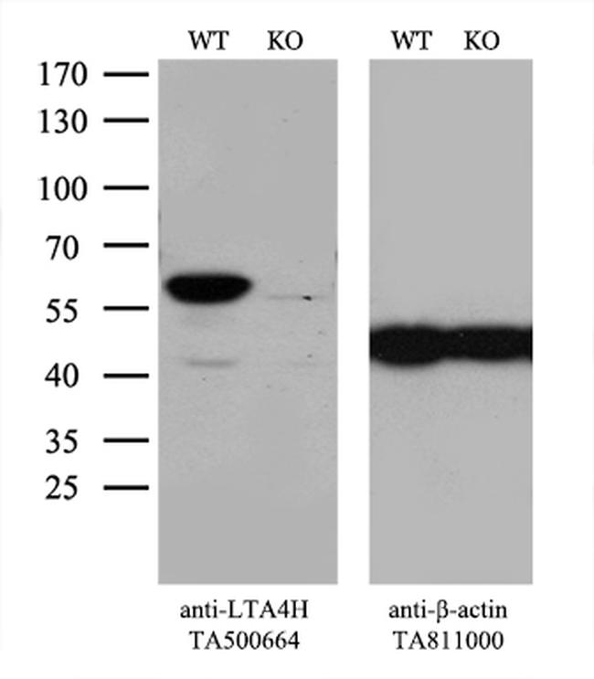 LTA4H Antibody in Western Blot (WB)