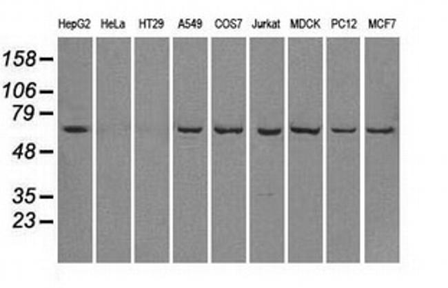 LTA4H Antibody in Western Blot (WB)