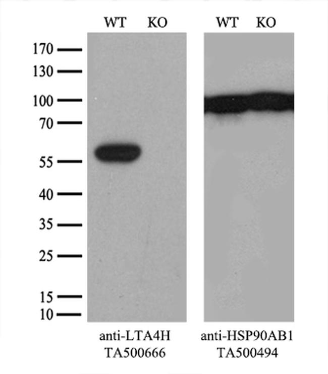 LTA4H Antibody in Western Blot (WB)