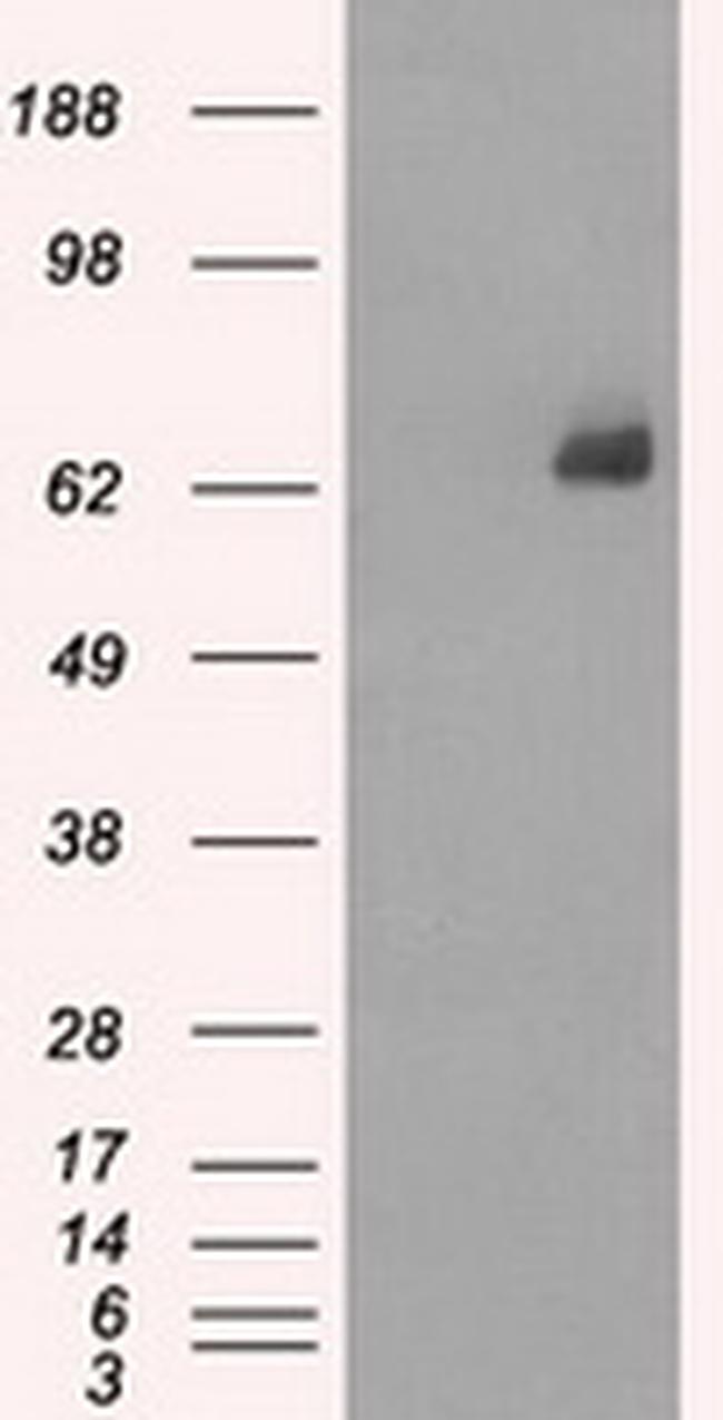 LTA4H Antibody in Western Blot (WB)